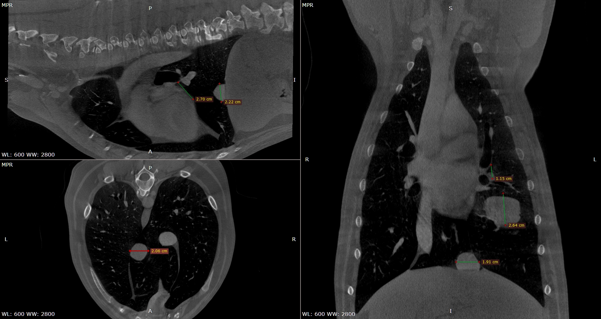 Lungen CT und Volumentomografie der Lunge beim Hund beim unklaren